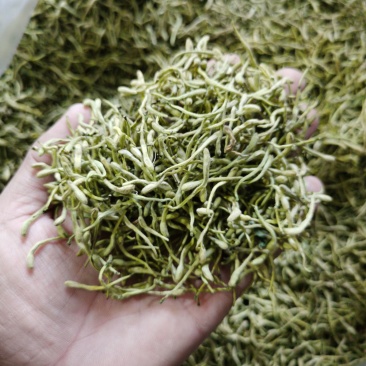 金银花，双花，河北金银花，色青花，带绒毛
