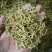金银花，双花，河北金银花，色青花，带绒毛