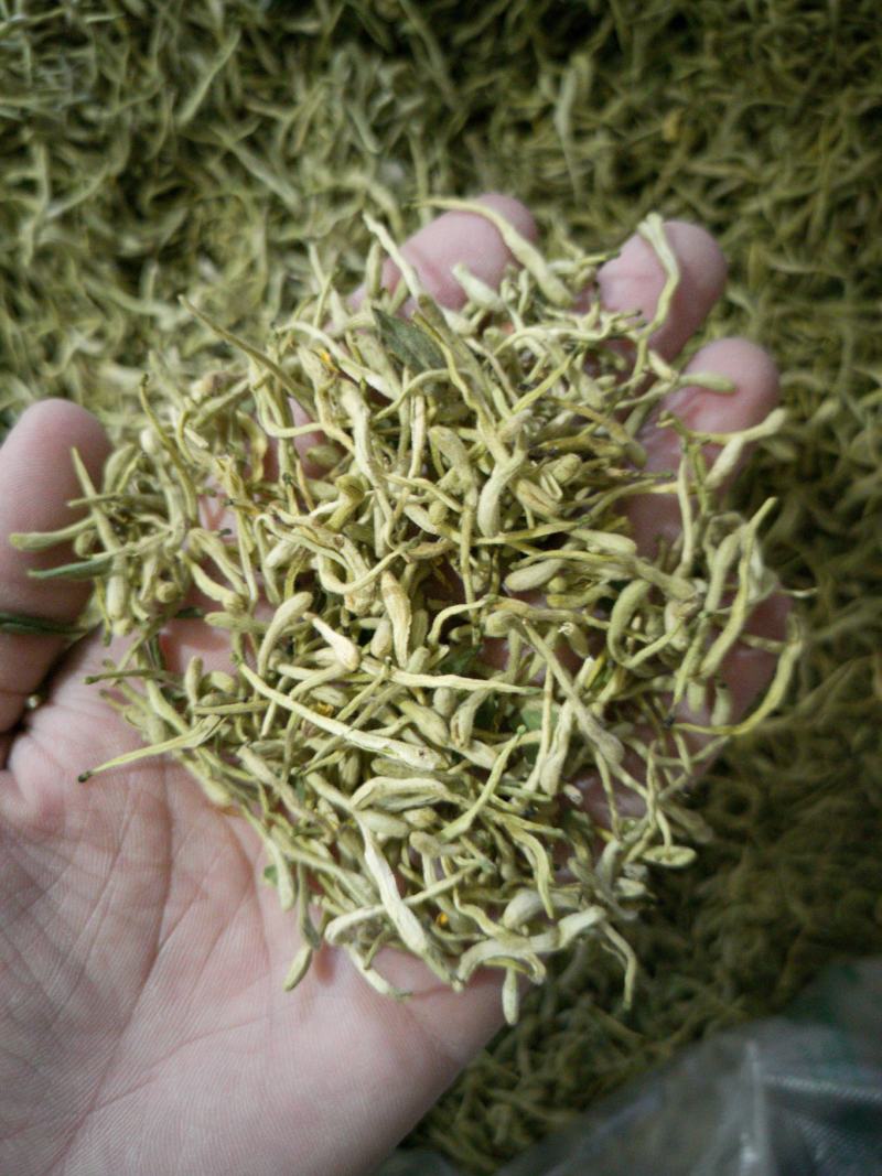 金银花，双花，河北金银花，色青花，带绒毛
