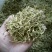 金银花，双花，河北金银花，色青花，带绒毛