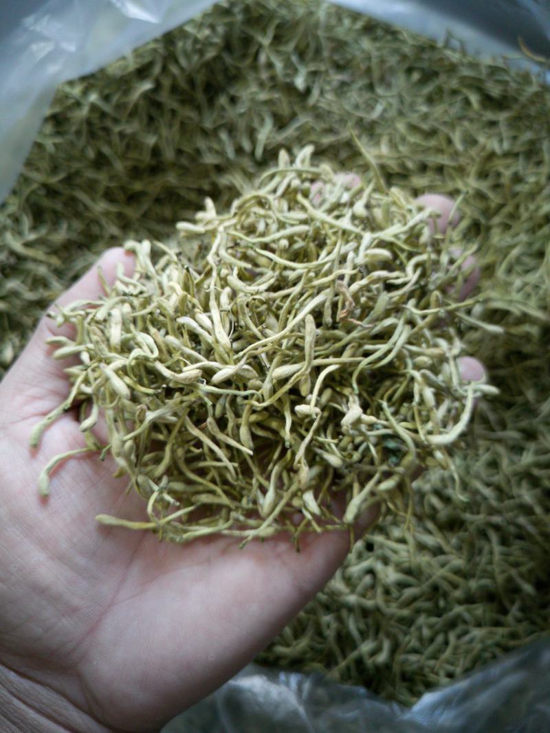 金银花，双花，河北金银花，色青花，带绒毛