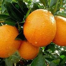 锦橙100号鹅蛋柑，储存果正在热卖中，须要的进快，