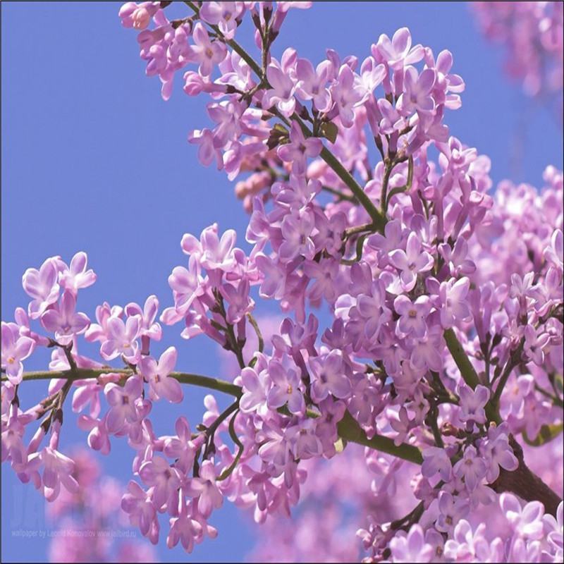 丁香花树苗紫丁香花苗四季盆栽地栽南北方耐寒庭院藤植物