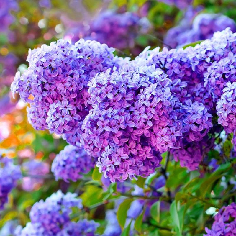 丁香花树苗紫丁香花苗四季盆栽地栽南北方耐寒庭院藤植物