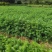 杉木苗，三代杉木苗，秃杉，楠木，枫香，香樟，木荷