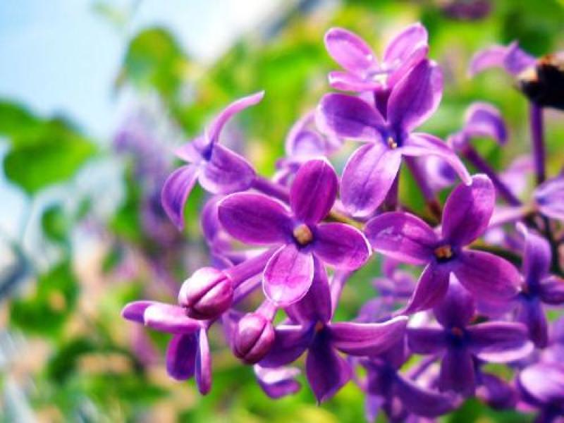 丁香花树苗紫丁香花苗四季盆栽地栽南北方耐寒庭院藤植物