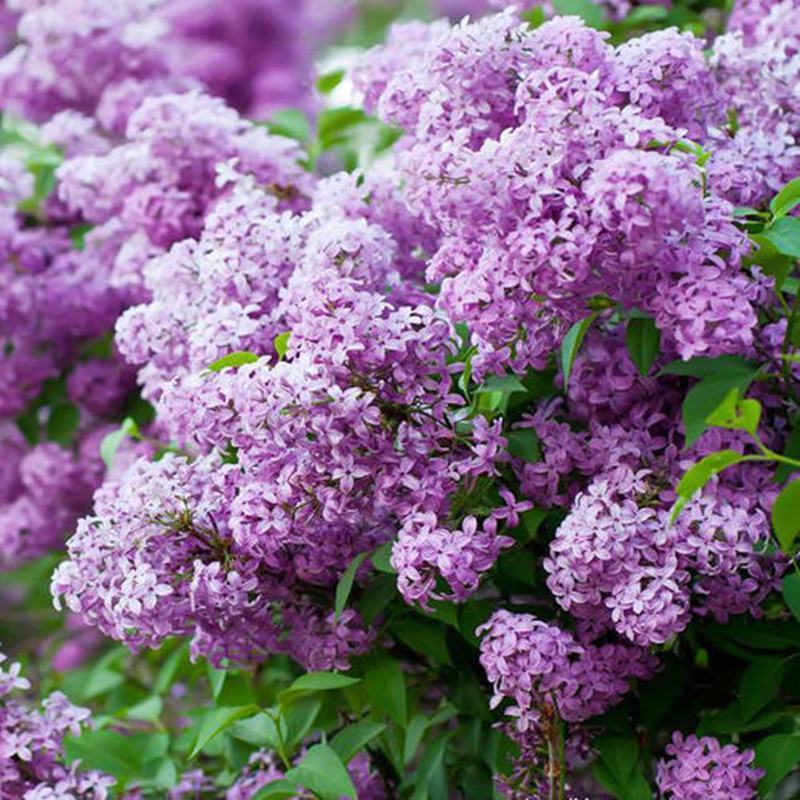 丁香花树苗紫丁香花苗四季盆栽地栽南北方耐寒庭院藤植物