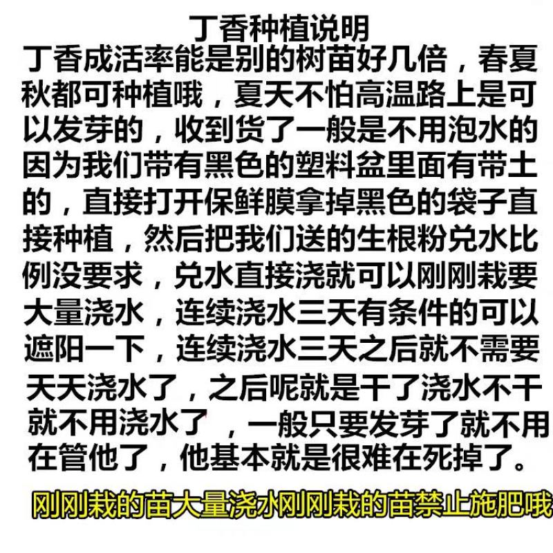 丁香花树苗紫丁香花苗四季盆栽地栽南北方耐寒庭院藤植物