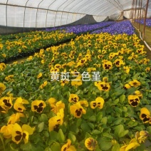 三色堇盆花，全国发货量大从优，品相有保证