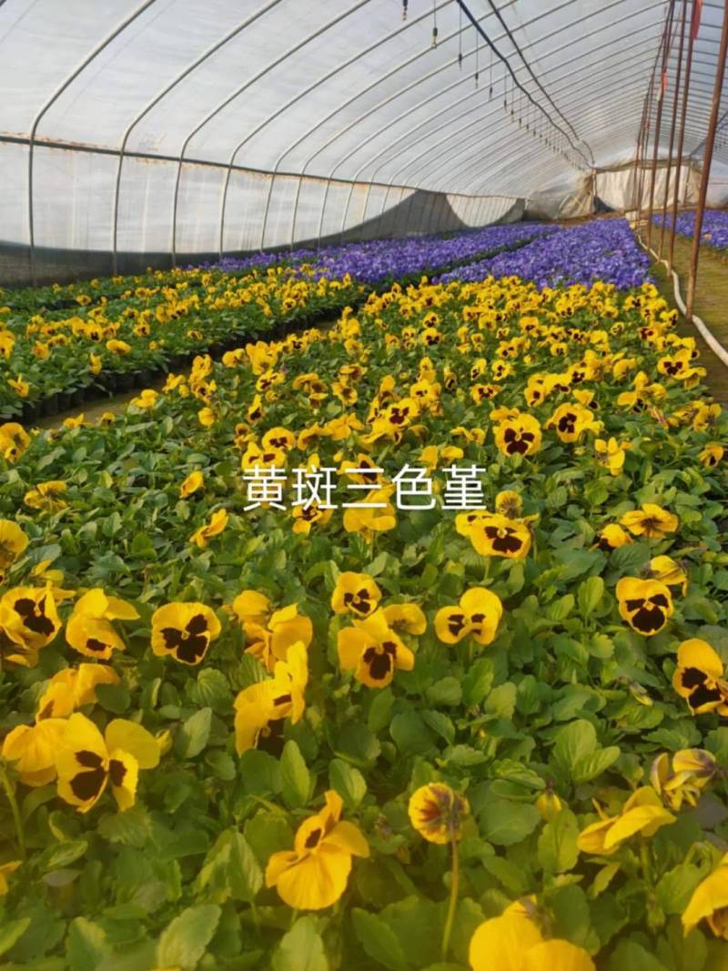 三色堇盆花，全国发货量大从优，品相有保证