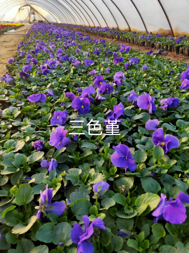 三色堇盆花，全国发货量大从优，品相有保证