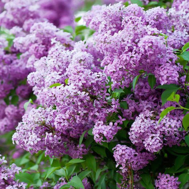 丁香花树苗紫丁香花苗四季盆栽地栽南北方耐寒庭院藤植物