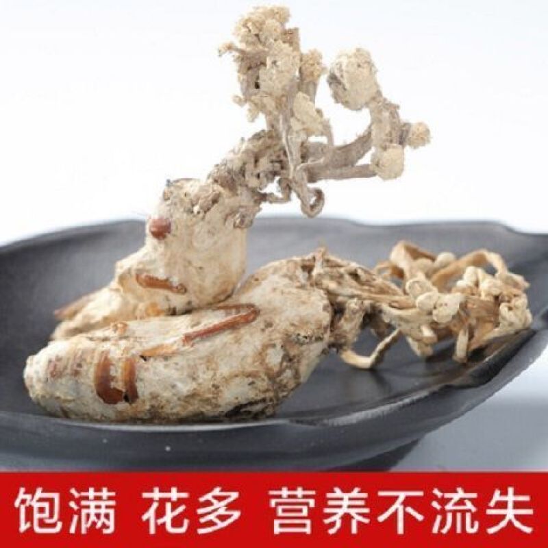 新货蝉花金蝉花虫草冬虫夏草知了花金蟾花