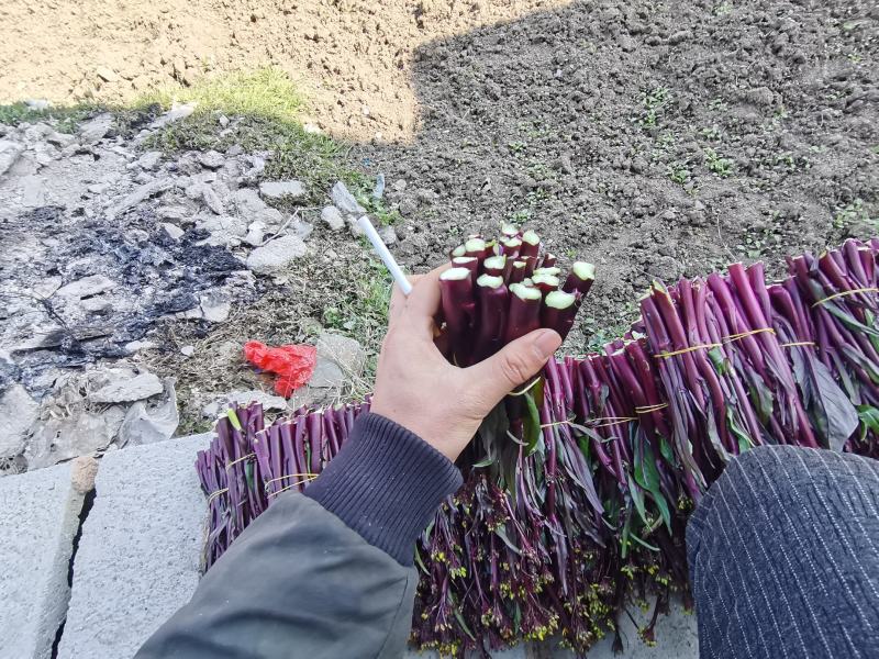 贵州基地高山精品红菜苔，新苗大量有货可供到5月份