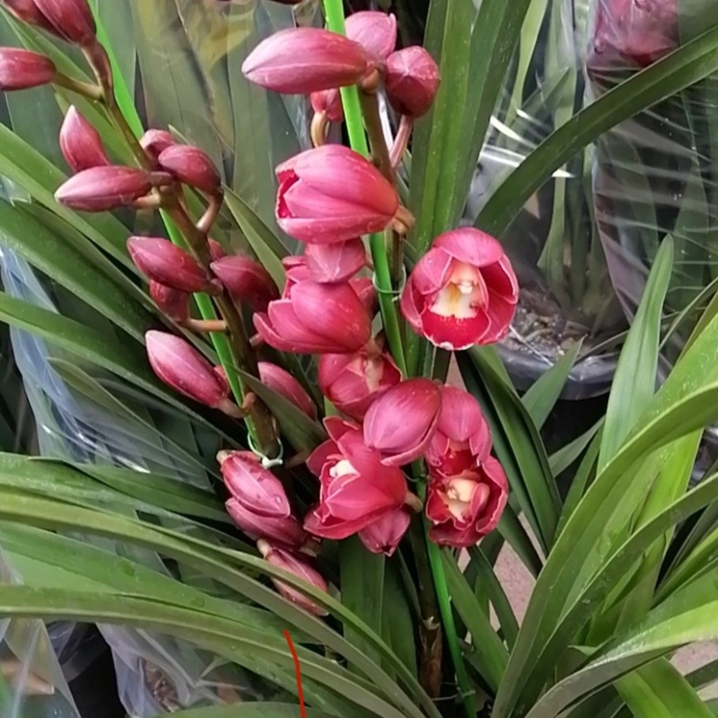 大花惠兰元宵花拱兰好养四季常绿好养喜庆春节花卉