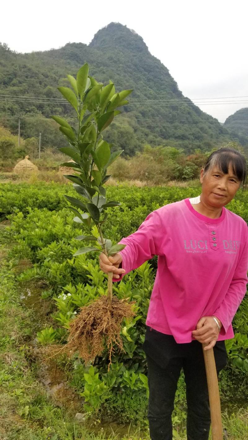 【放心购】早熟纽荷尔脐橙苗赣南早脐橙苗赣南脐橙苗橙子苗