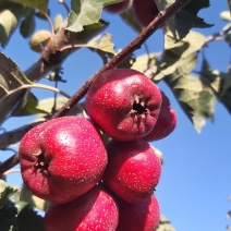 歪把红精品山楂。自家种植