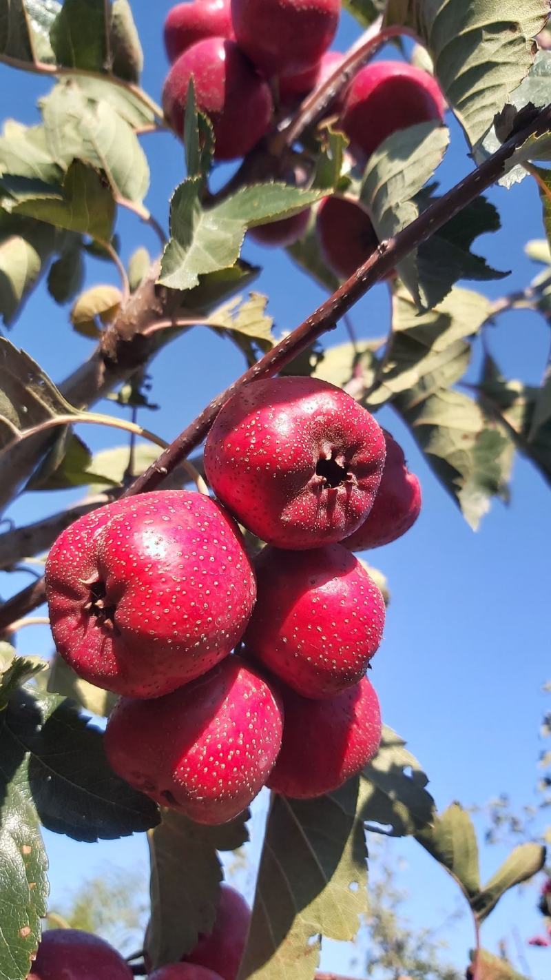 歪把红精品山楂。自家种植