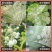 盈辉青翠苯甲·吡唑酯白粉病炭疽病叶斑病农药批发草莓蔬菜