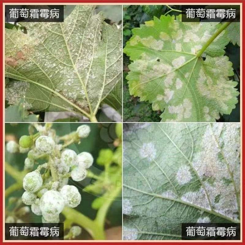 盈辉青翠苯甲·吡唑酯白粉病炭疽病叶斑病农药批发草莓蔬菜