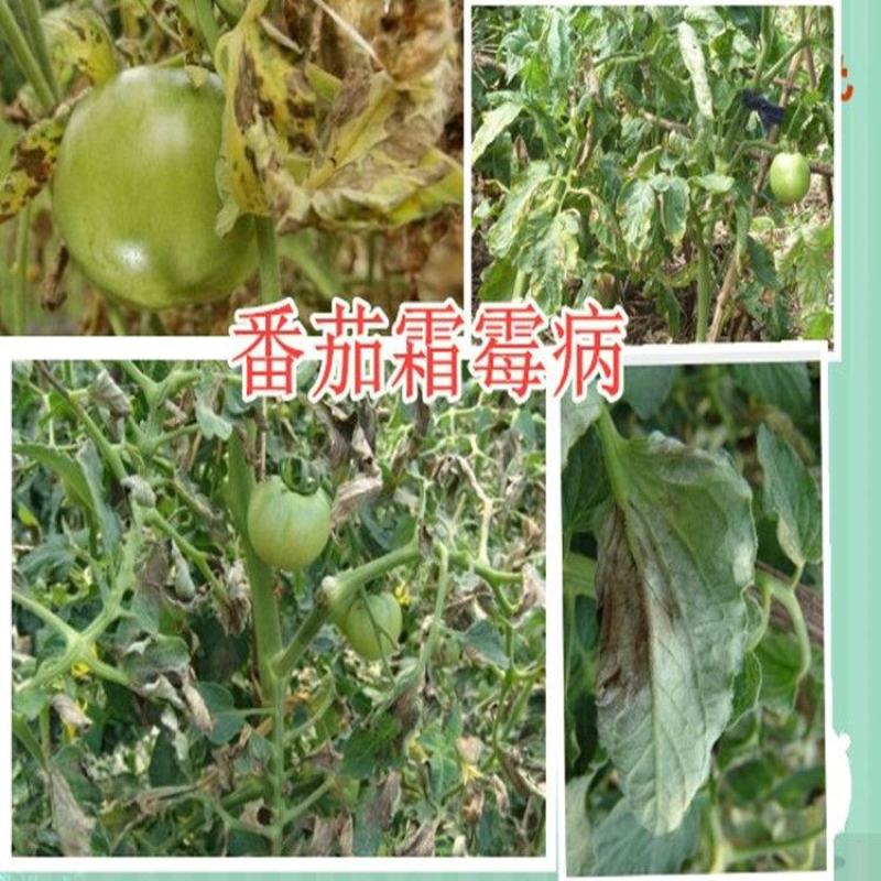 盈辉青翠苯甲·吡唑酯白粉病炭疽病叶斑病农药批发草莓蔬菜