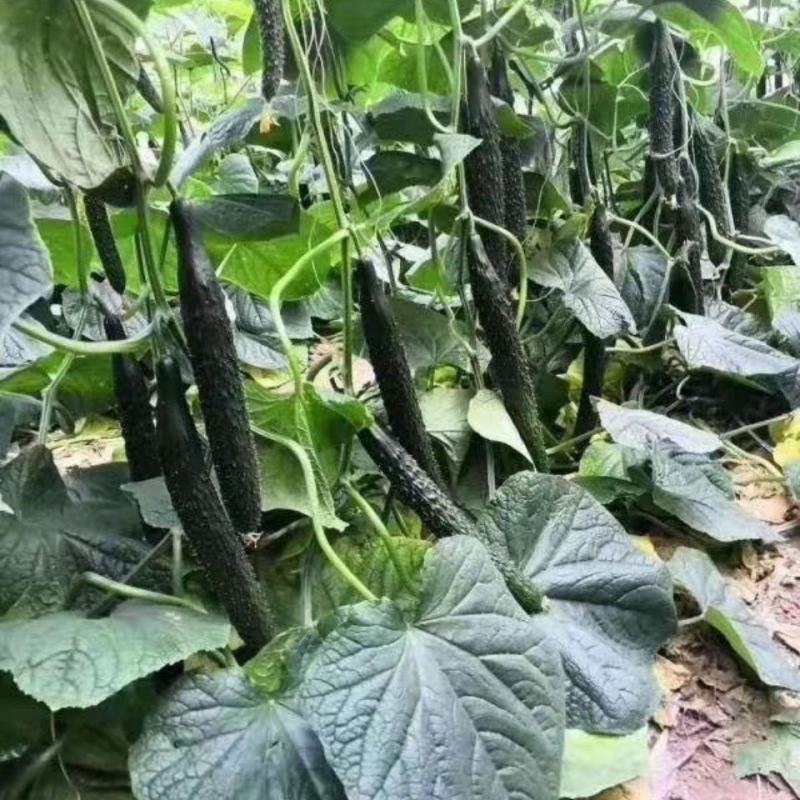 盈辉青翠苯甲·吡唑酯白粉病炭疽病叶斑病农药批发草莓蔬菜