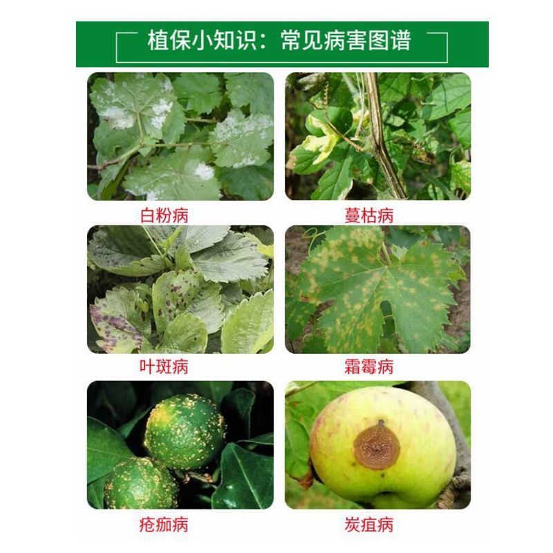 盈辉青翠苯甲·吡唑酯白粉病炭疽病叶斑病农药批发草莓蔬菜