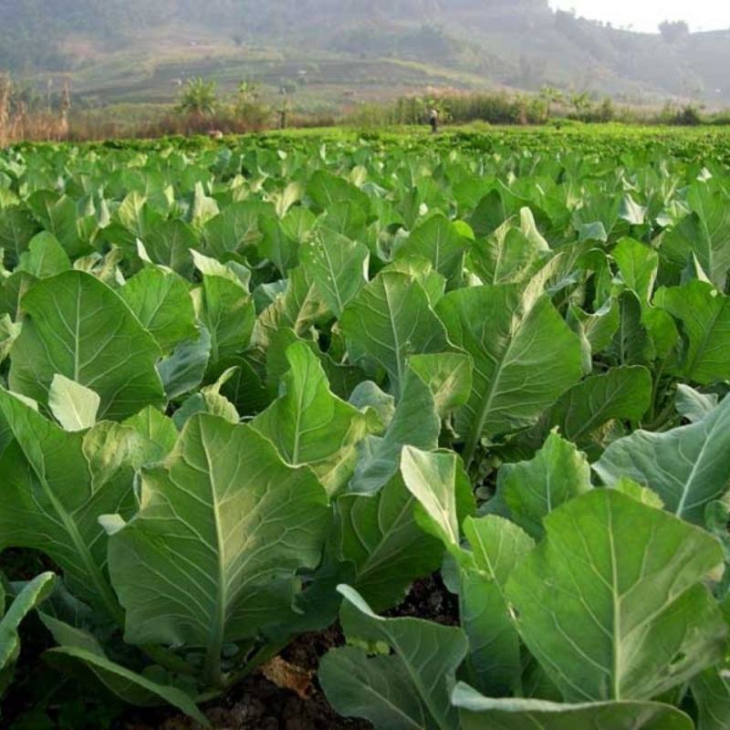 盈辉青翠苯甲·吡唑酯白粉病炭疽病叶斑病农药批发草莓蔬菜