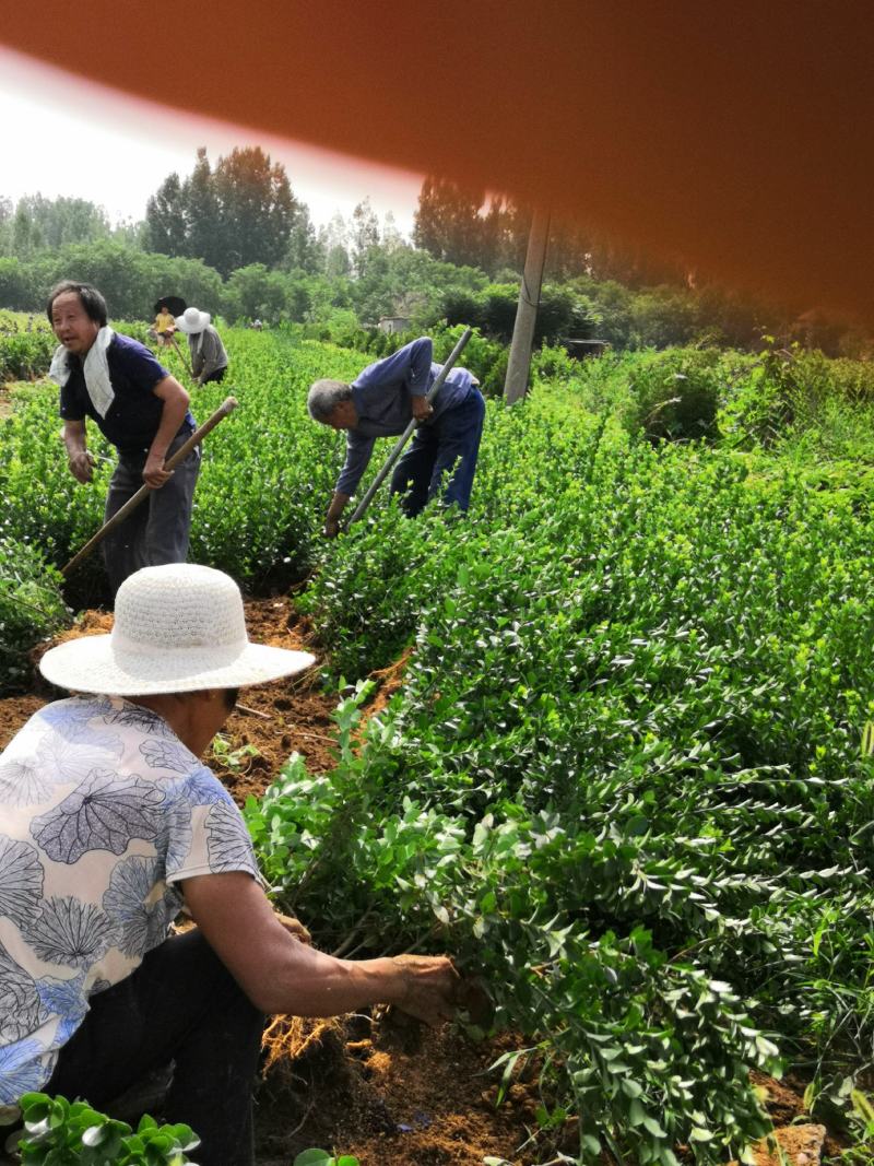 枸橘也叫枳壳苗嫁接沙糖橘占木铁绿篱围帐枸橘苗