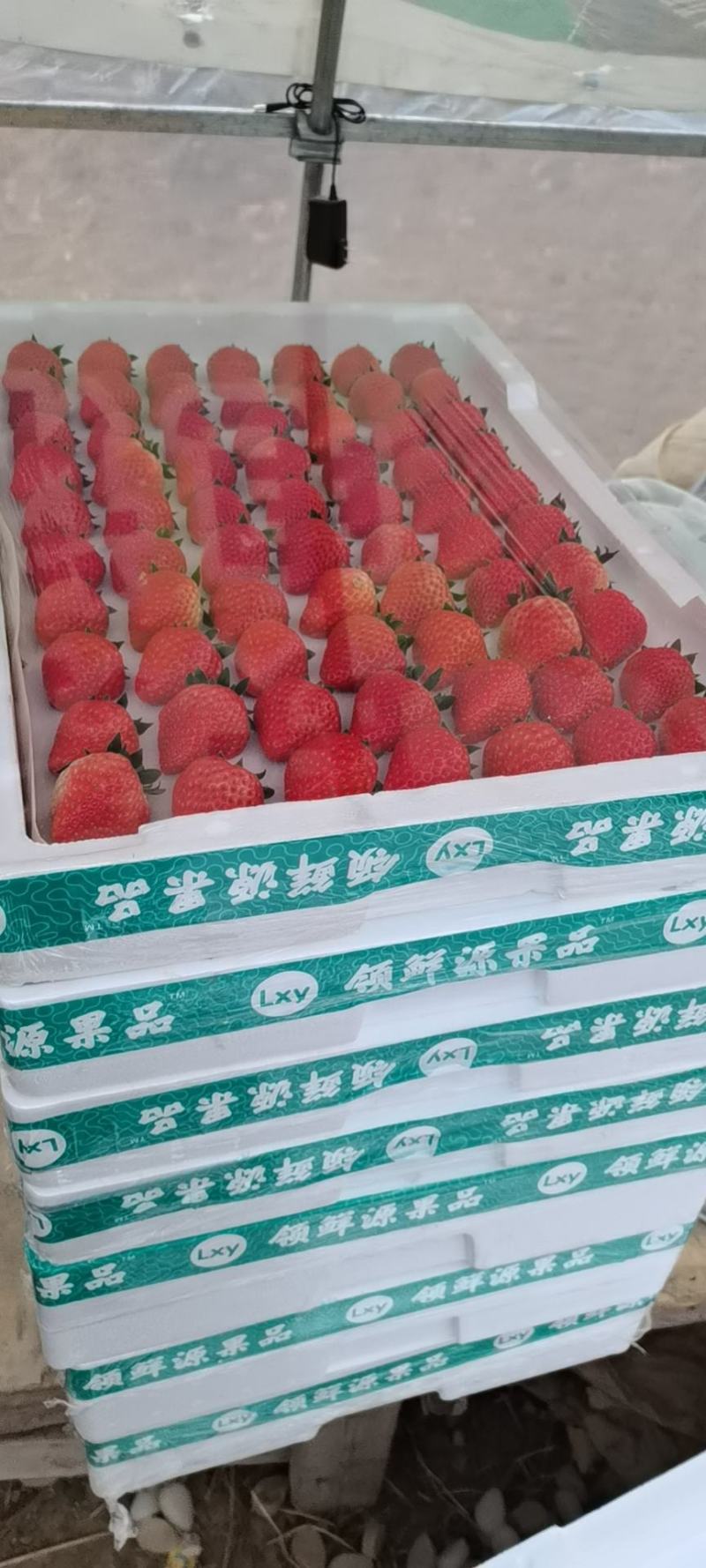 红颜草莓欢迎批发。购买