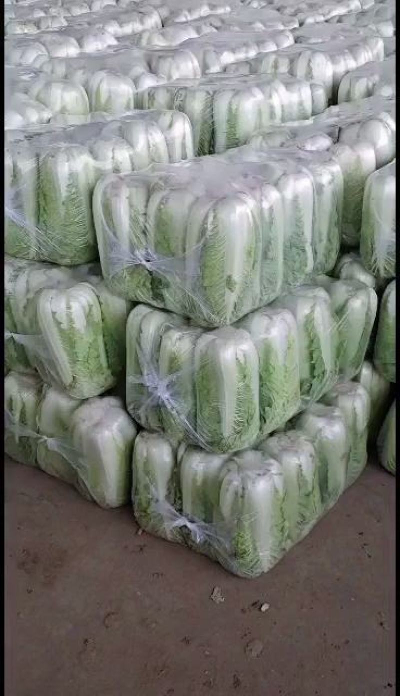 优质山东泰安大白菜一手货源