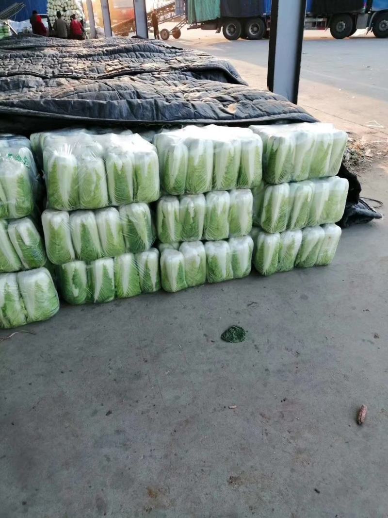 优质山东泰安大白菜一手货源