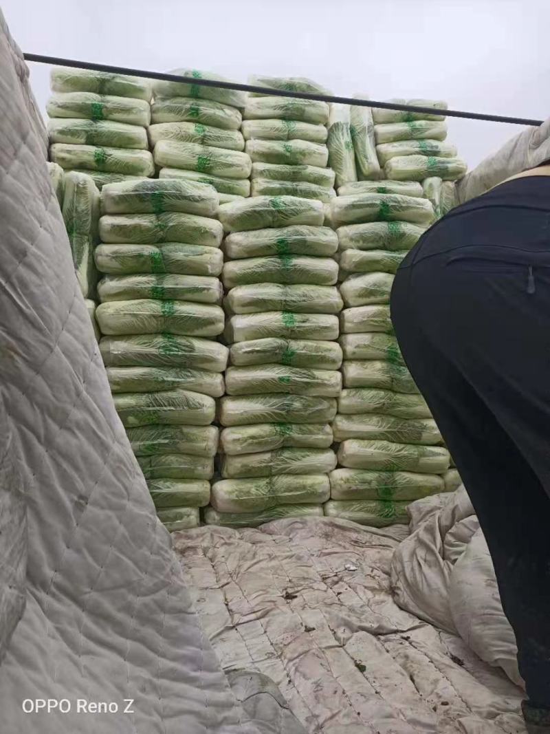 优质山东泰安大白菜一手货源