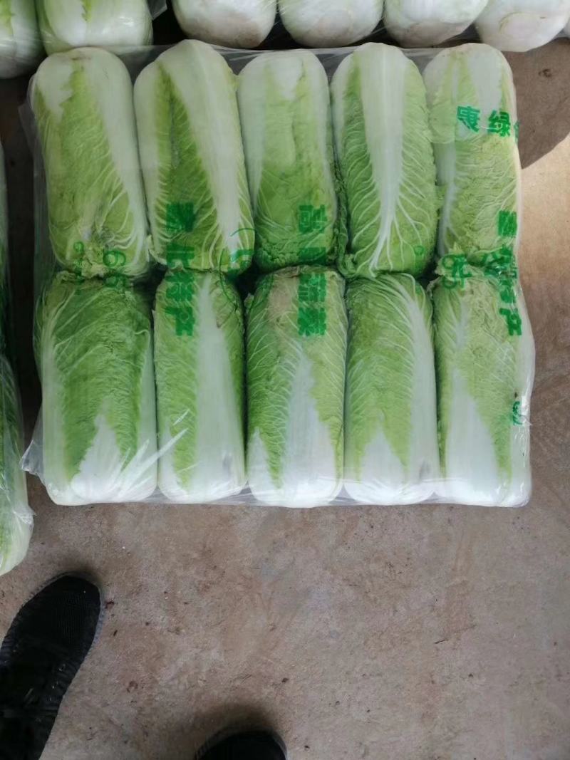 优质山东泰安大白菜一手货源