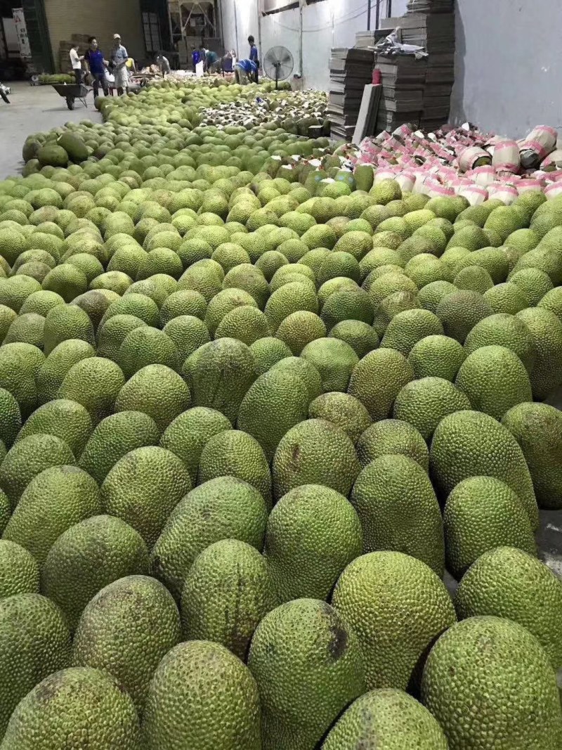 海南黄肉菠萝蜜一件代发，整车批发