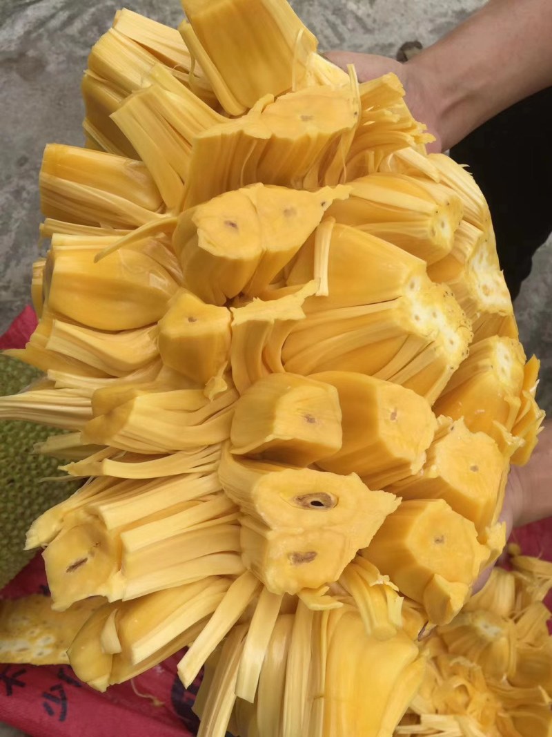 海南黄肉菠萝蜜一件代发，整车批发