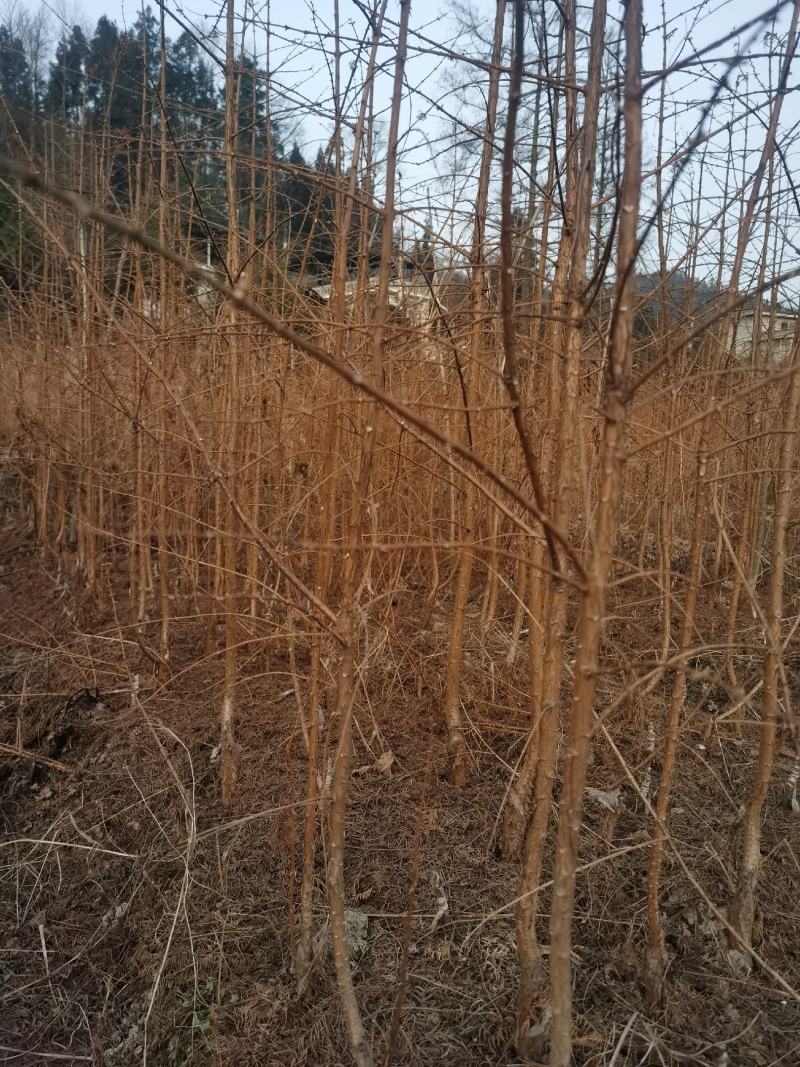 水杉水杉树苗水杉苗绿化树苗杉树苗金叶水杉树基地直供