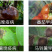 艾锐喜氟吡菌胺霜霉威蔬菜果树黄瓜霜霉晚疫病杀菌剂