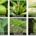 艾锐喜氟吡菌胺霜霉威蔬菜果树黄瓜霜霉晚疫病杀菌剂