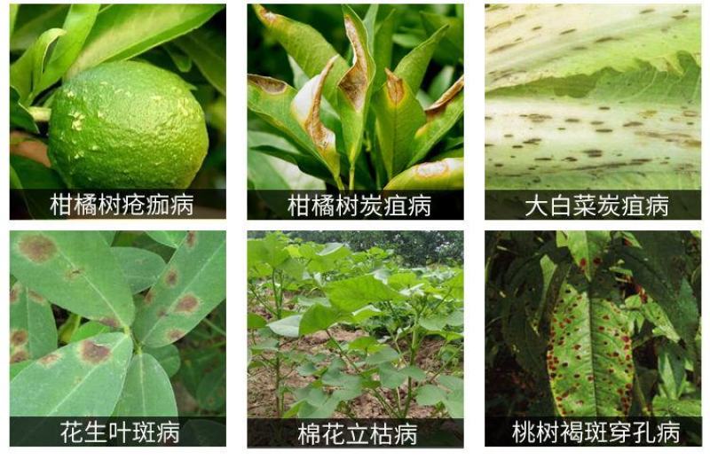 艾锐喜氟吡菌胺霜霉威蔬菜果树黄瓜霜霉晚疫病杀菌剂