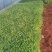 红花酢浆草，红花酢浆草小杯苗10袋红花酢浆草，绿化苗木
