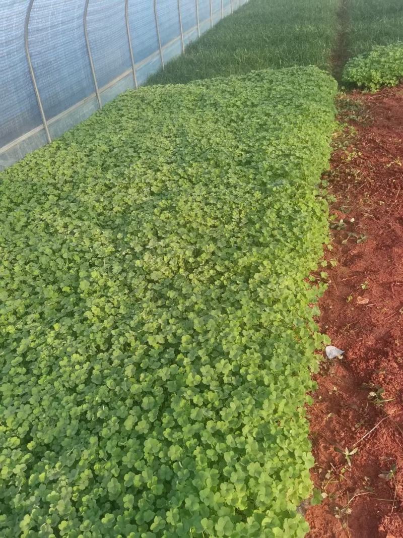 红花酢浆草，红花酢浆草小杯苗10袋红花酢浆草，绿化苗木