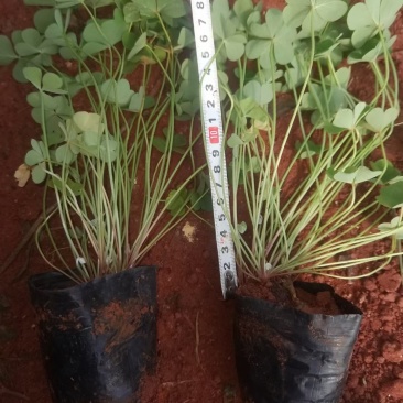 红花酢浆草，红花酢浆草小杯苗10袋红花酢浆草，绿化苗木