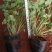 红花酢浆草，红花酢浆草小杯苗10袋红花酢浆草，绿化苗木