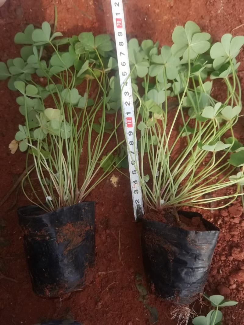 红花酢浆草，红花酢浆草小杯苗10袋红花酢浆草，绿化苗木
