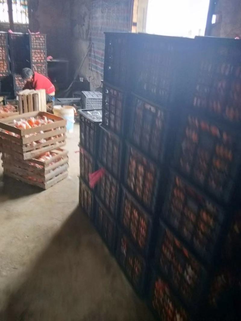 衢州碰柑代收代办有需要老板可以联系
