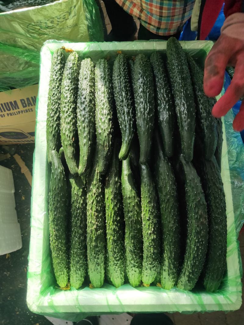 密刺黄瓜.质量好.产地代办.颜色好.干花.条很好.