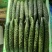 辽宁北镇密刺黄瓜质量好颜色好