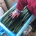 辽宁北镇密刺黄瓜质量好颜色好