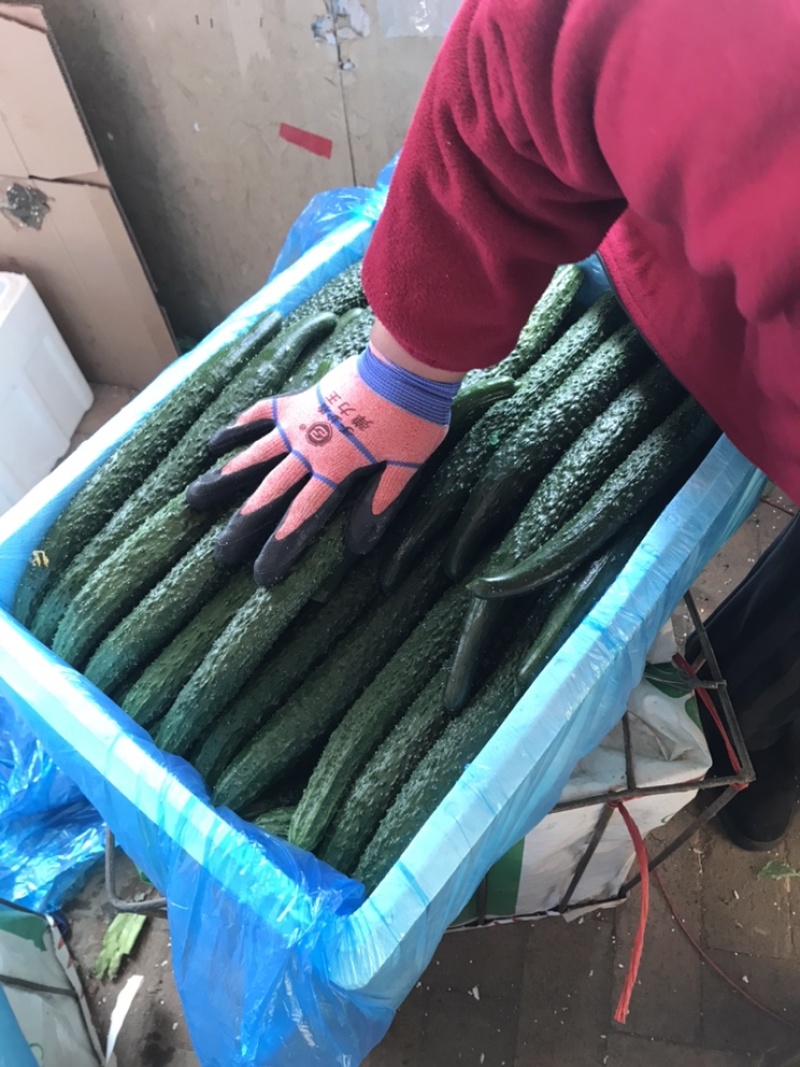 辽宁北镇密刺黄瓜质量好颜色好